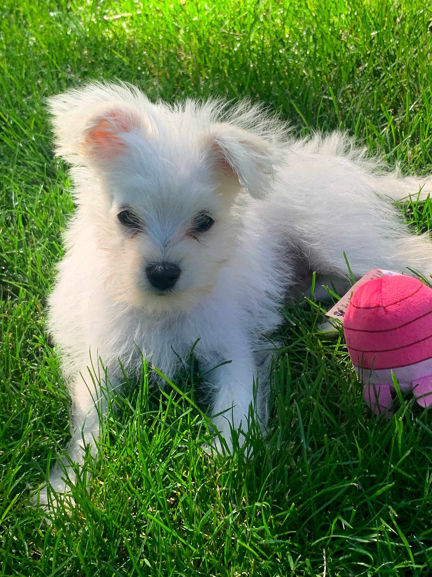 Willy is registered to the contest to win money with this photo: puppy, dog, white, fluffy, grass, outdoor, sunlight, toy, pink, pet, young, cute, animal, nature, playful, green, fur, small, adorable, relaxing