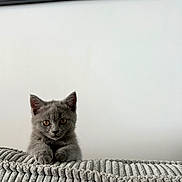 Aria participe au concours pour gagner de l'argent avec cette photo : kitten, cat, gray_cat, pet, animal, feline, cute, curious, indoor, blanket, texture, cushion, wall, framed_picture, ears, whiskers, paws, sitting, looking, young