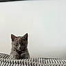 kitten, cat, gray_cat, pet, animal, feline, cute, curious, indoor, blanket, texture, cushion, wall, framed_picture, ears, whiskers, paws, sitting, looking, young