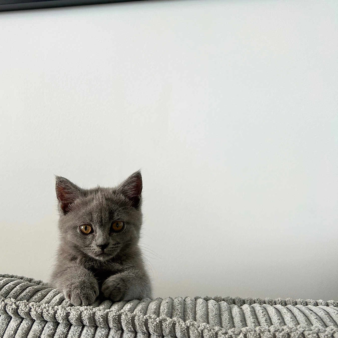Aria participe au concours pour gagner de l'argent avec cette photo : kitten, cat, gray_cat, pet, animal, feline, cute, curious, indoor, blanket, texture, cushion, wall, framed_picture, ears, whiskers, paws, sitting, looking, young