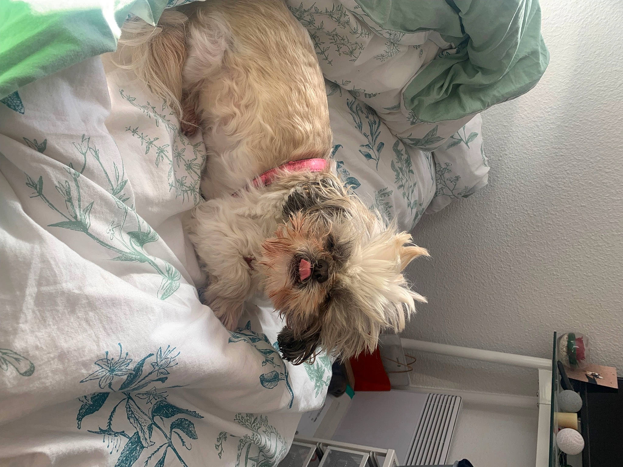 Fanny participe au concours pour gagner de l'argent avec cette photo : canidae, carnivore, comfort, companion_dog, desk, dog, dog_breed, fawn, feather, felidae, fur, linens, nap, room, sleep, small_to_medium_sized_cats, sporting_group, textile, toy, toy_dog