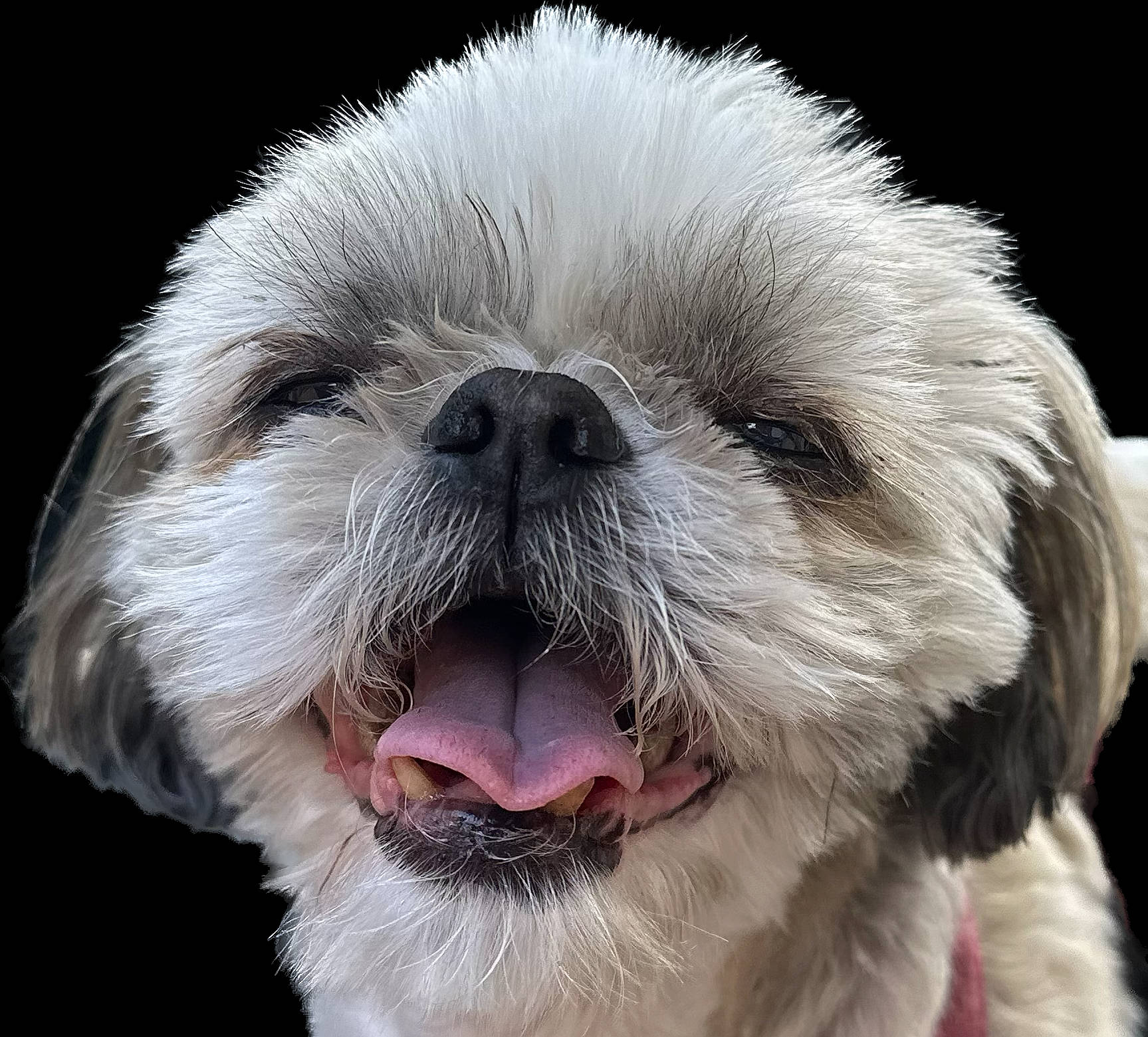 Fanny participe au concours pour gagner de l'argent avec cette photo : canidae, carnivore, close_up, collar, companion_dog, dog, dog_breed, ear, fawn, fur, liver, shih_tzu, smile, snout, sporting_group, terrestrial_animal, toy_dog, whiskers, working_animal, wrinkle