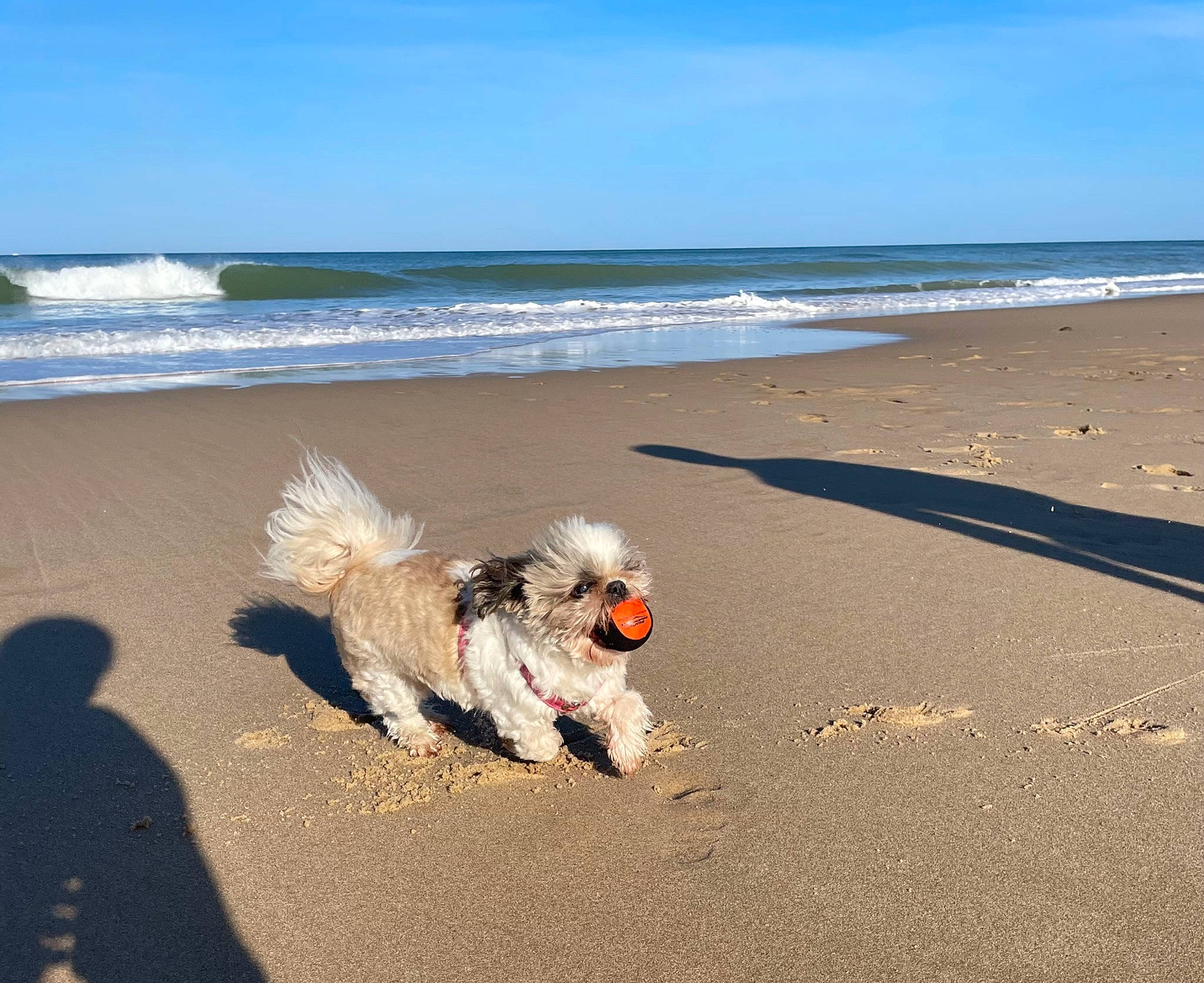 Fanny a rejoint le concours — aidez-le/la à gagner de superbes lots ! beach, carnivore, cloud, coast, companion_dog, dog, dog_breed, dog_supply, fun, horizon, landscape, leash, ocean, sand, shore, sky, sporting_group, toy_dog, water, wind_wave