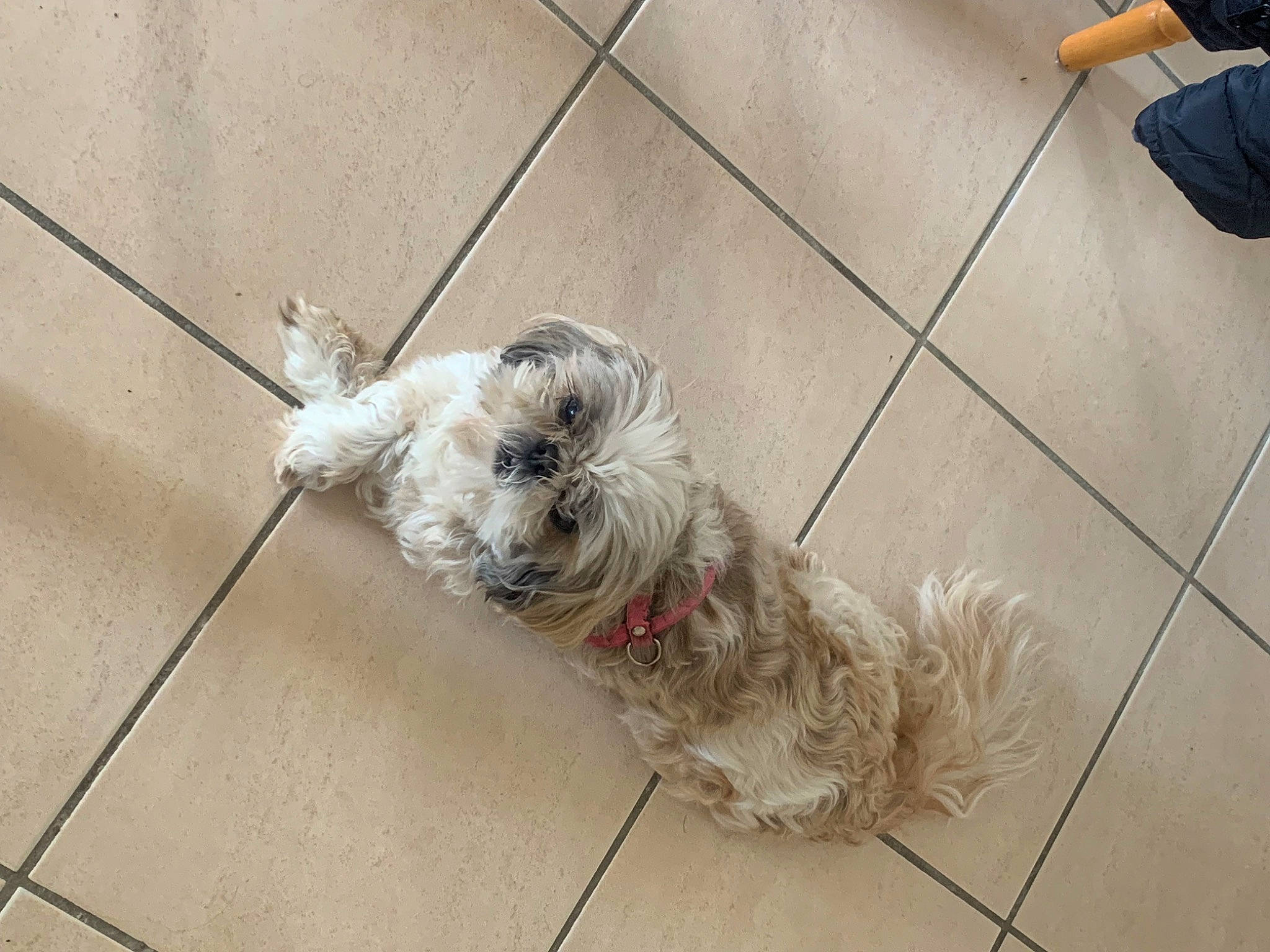 Fanny a rejoint le concours — aidez-le/la à gagner de superbes lots ! carnivore, companion_dog, concrete, dog, dog_breed, dog_collar, floor, flooring, foot, fur, grey, hardwood, human_leg, sidewalk, small_terrier, terrier, tile, toy_dog, wood, working_animal