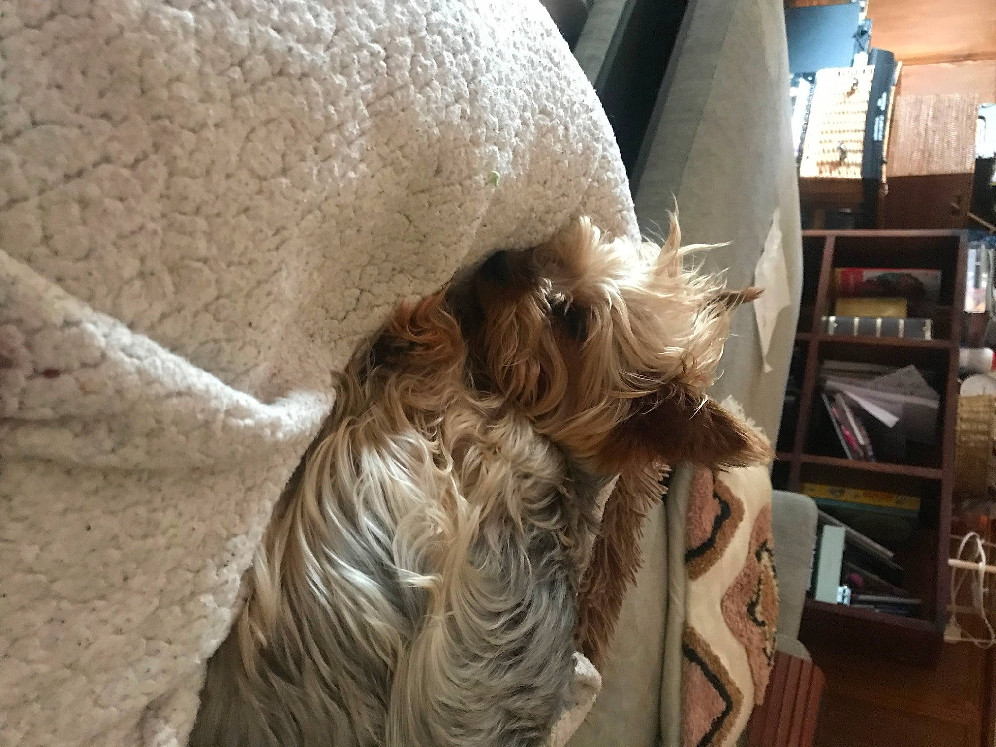 Bruno joined the competition — help win amazing prizes! canidae, comfort, companion_dog, dog, dog_breed, fashion_accessory, fawn, felidae, flooring, fur, hardwood, linens, liver, room, shelf, small_to_medium_sized_cats, sporting_group, wood, wood_stain, working_animal