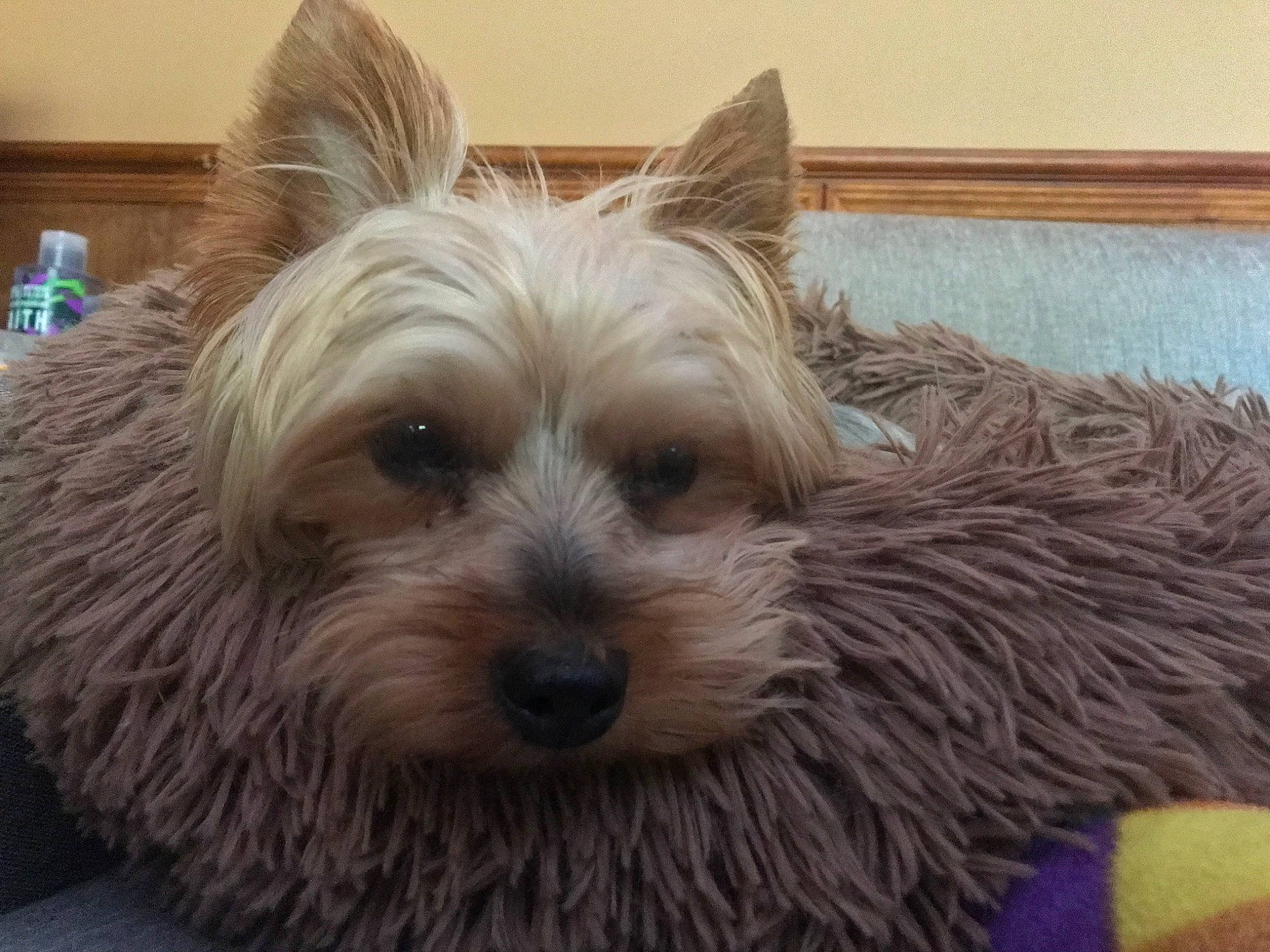 Bruno joined the competition — help win amazing prizes! ancient_dog_breeds, australian_terrier, biewer_terrier, canidae, carnivore, companion_dog, dog, dog_breed, dog_supply, fur, liver, non_sporting_group, small_terrier, snout, sporting_group, terrestrial_animal, terrier, toy_dog, yorkipoo, yorkshire_terrier