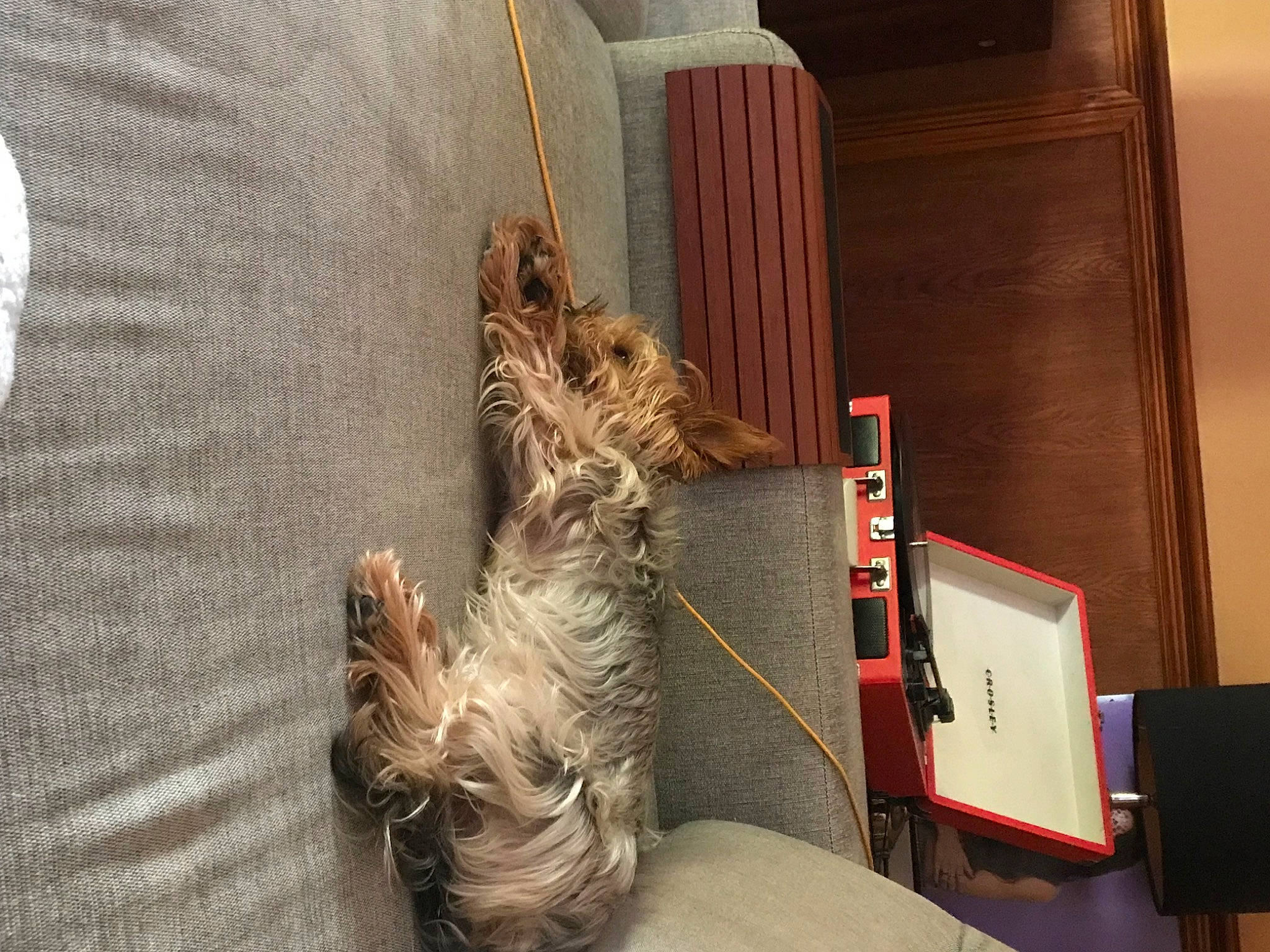 Bruno joined the competition — help win amazing prizes! canidae, carnivore, comfort, companion_dog, dog, dog_breed, fawn, fur, liver, room, small_terrier, sporting_group, terrier, toy_dog, wood, working_animal