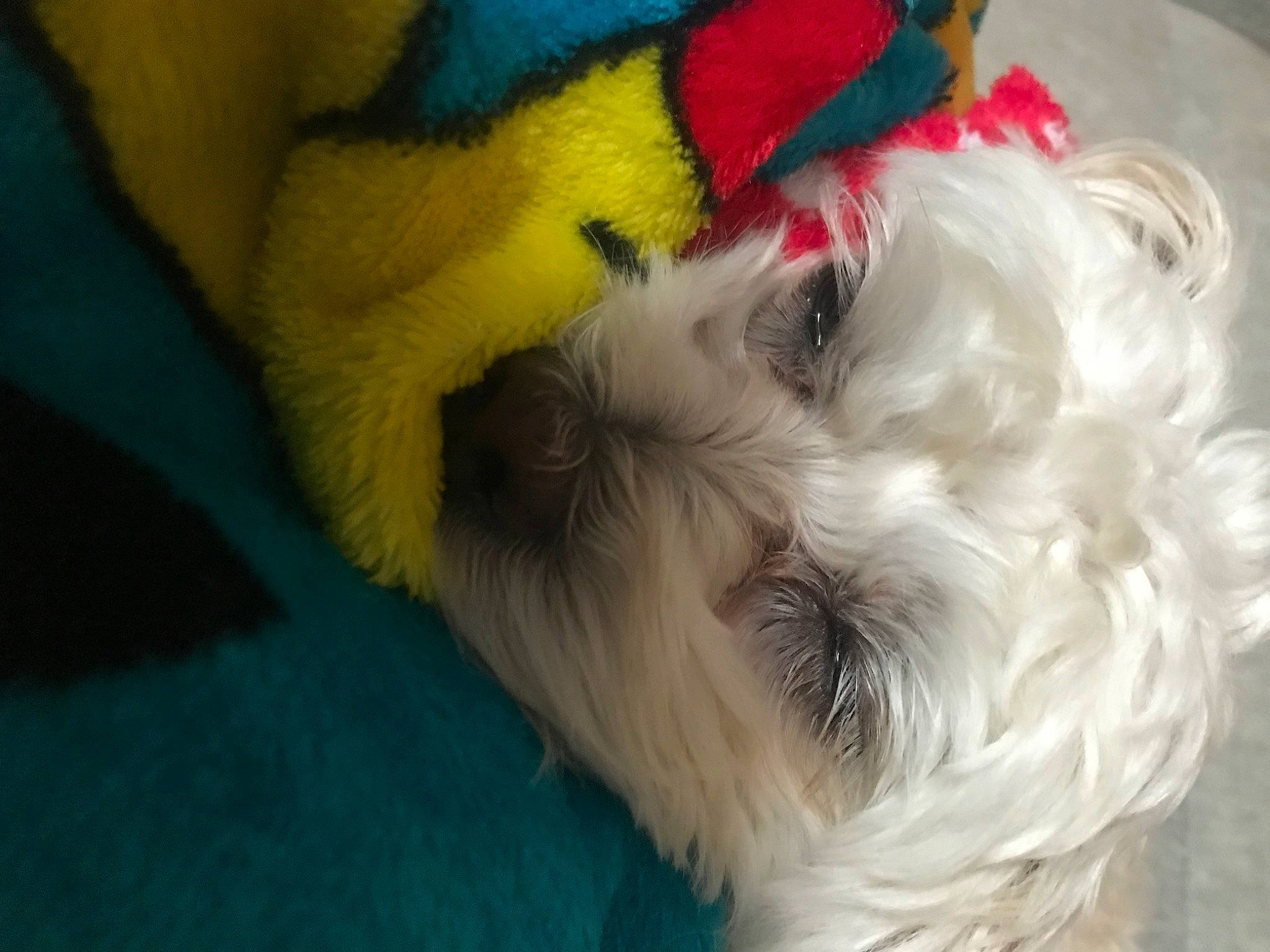 Jingles joined the competition — help win amazing prizes! canidae, carnivore, companion_dog, dog, dog_breed, dog_supply, fawn, fur, non_sporting_group, paw, small_terrier, snout, sporting_group, stuffed_toy, tail, terrier, toy, toy_dog, whiskers, working_animal