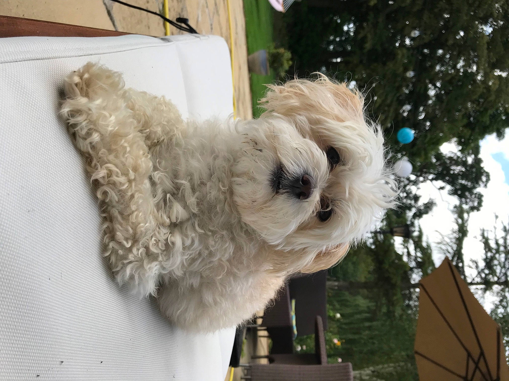 Jingles is registered to the contest to win money with this photo: canidae, carnivore, companion_dog, dog, dog_breed, dog_collar, fawn, fur, labradoodle, maltepoo, plant, poodle, small_terrier, snout, sporting_group, terrier, toy, toy_dog, tree, working_animal