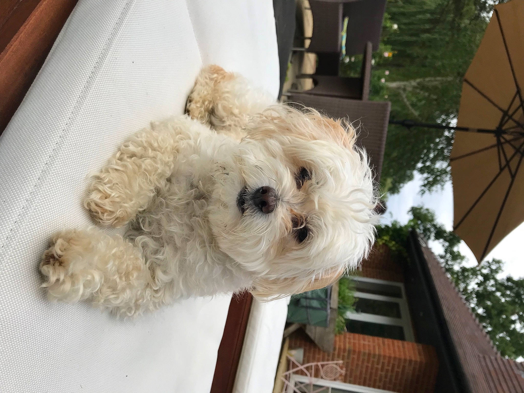 Jingles joined the competition — help win amazing prizes! canidae, carnivore, companion_dog, dog, dog_breed, fawn, fur, maltepoo, pet_supply, plant, small_terrier, snout, sporting_group, stuffed_toy, terrier, toy, toy_dog, tree, wood, working_animal