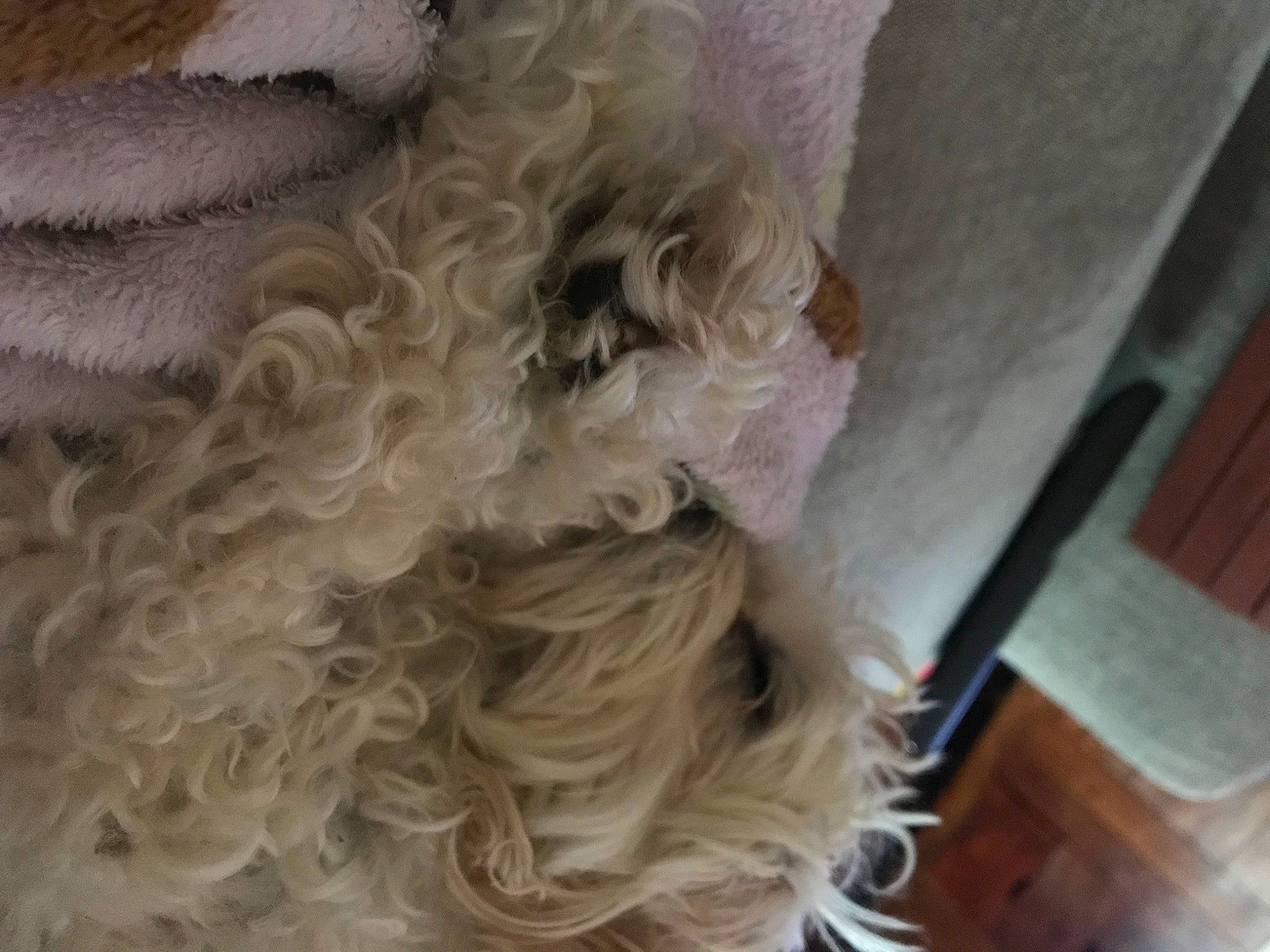 Jingles is registered to the contest to win money with this photo: carnivore, comfort, companion_dog, dog, dog_breed, fashion_accessory, flooring, fur, hair, hardwood, liver, natural_material, non_sporting_group, pattern, toy_dog, wood, wool, working_animal