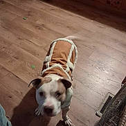 Diesel joined the competition — help win amazing prizes! dog, pet, canine, coat, dog_clothing, indoor, hardwood_floor, wood_flooring, motion_blur, looking_up, white_and_brown, front_paws, home, household, vent, shadow, companion, cute, warm_coat, standing