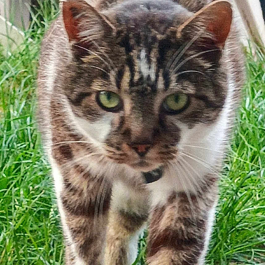 Kalin a rejoint le concours — aidez-le/la à gagner de superbes lots ! abyssinian, animal, cat, egyptiancat, grass, kitten, lawn, manx, ocelot, pet, plant