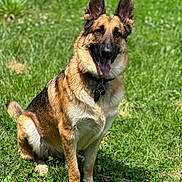 Sarge is registered to the contest to win money with this photo: animal, canine, collar, companion, dog, ears_up, friendly, fur, german_shepherd, grass, greenery, happy, mammal, nature, outdoor, pet, sitting, summer, sunlight, tongue_out