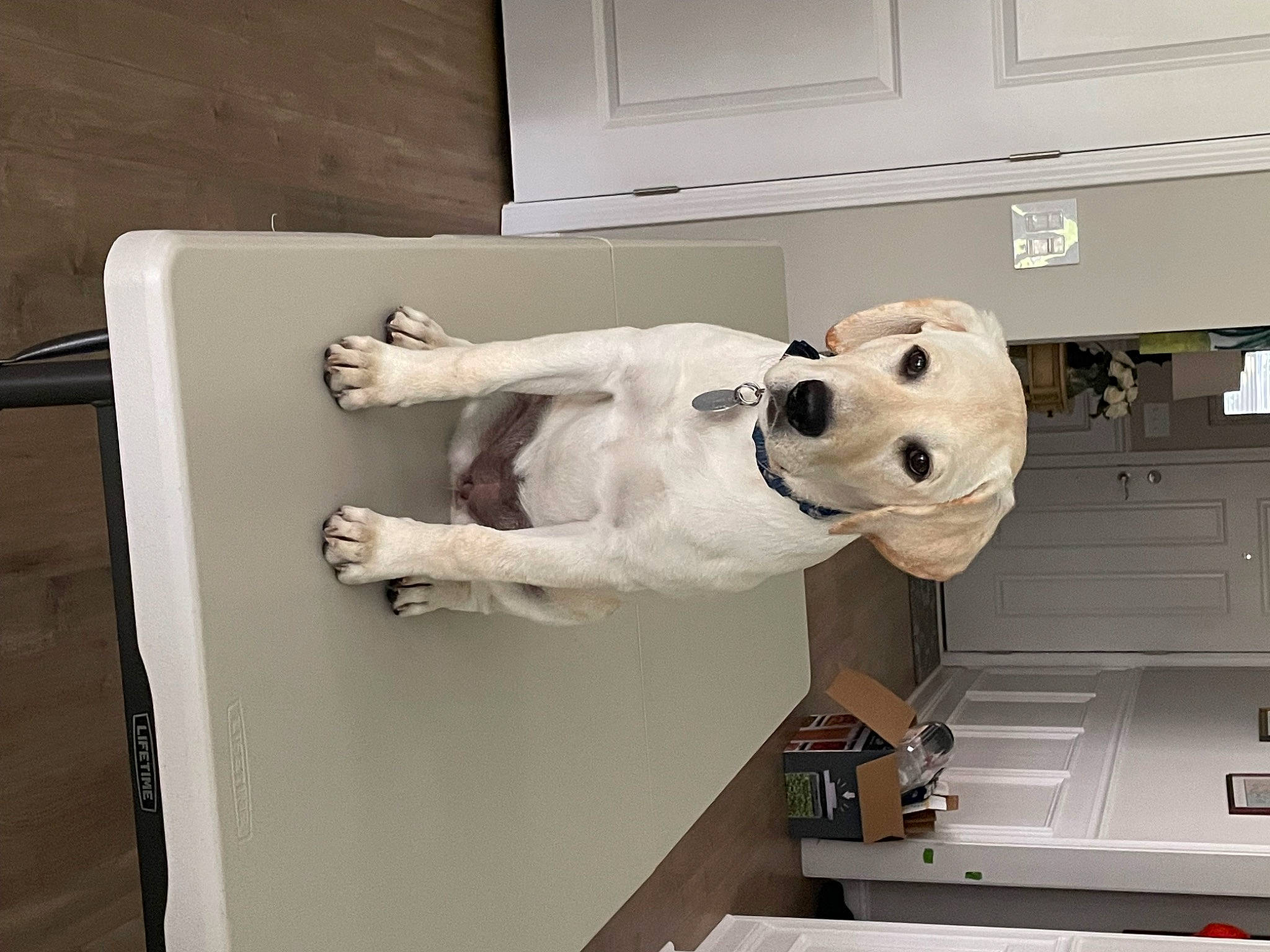 Pearl is registered to the contest to win money with this photo: art, flooring, machine, metal, personal_protective_equipment, plaster, room, sculpture, snowman, statue, visual_arts, wood