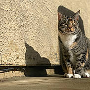 Maow joined the competition — help win amazing prizes! cat, tabby, animal, pet, outdoor, sunlight, shadow, wall, concrete, feline, sitting, fur, whiskers, ears, paws, daylight, texture, cute, alert, domestic_animal
