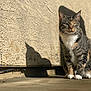 cat, tabby, animal, pet, outdoor, sunlight, shadow, wall, concrete, feline, sitting, fur, whiskers, ears, paws, daylight, texture, cute, alert, domestic_animal