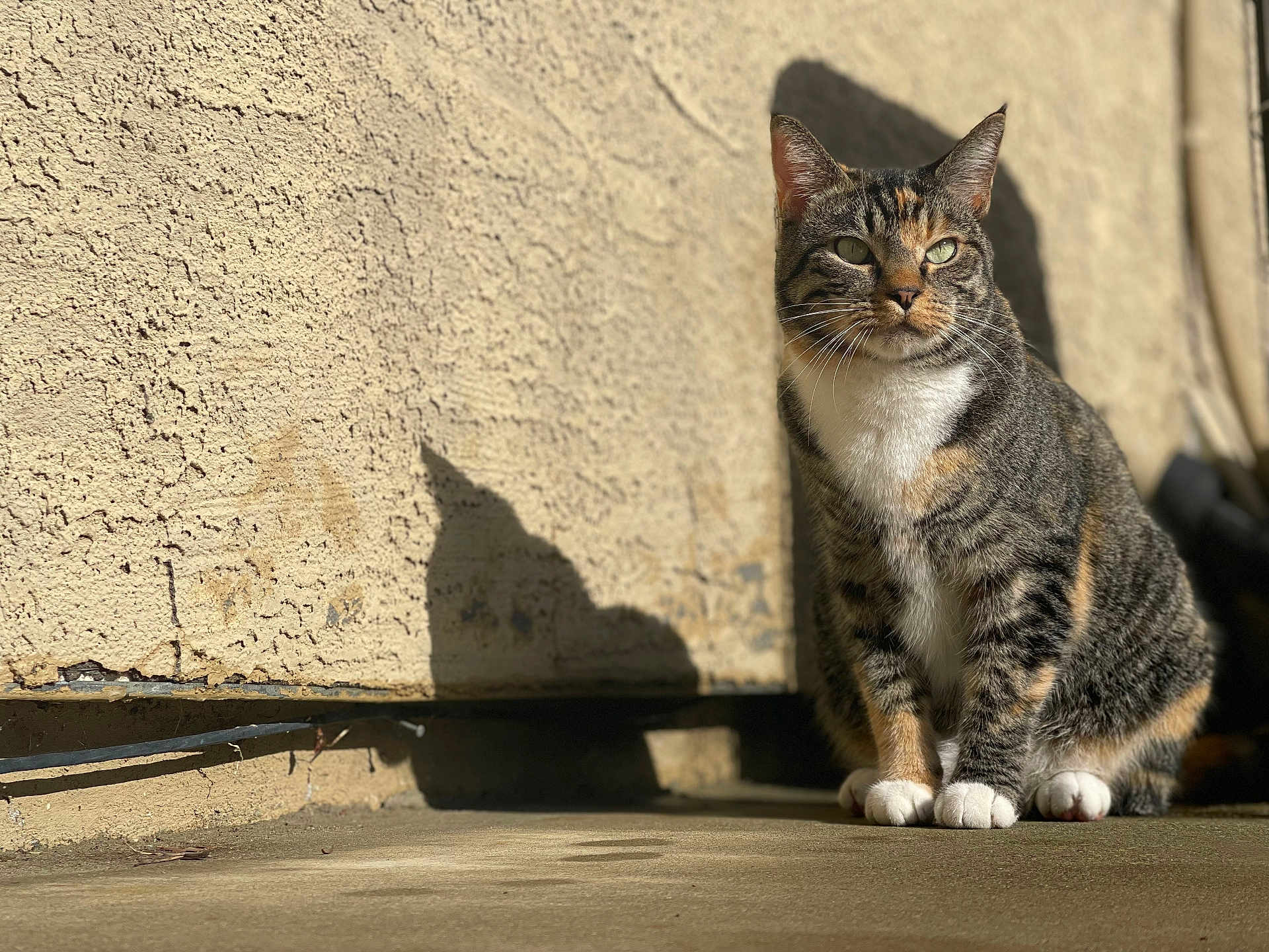 Maow joined the competition — help win amazing prizes! cat, tabby, animal, pet, outdoor, sunlight, shadow, wall, concrete, feline, sitting, fur, whiskers, ears, paws, daylight, texture, cute, alert, domestic_animal