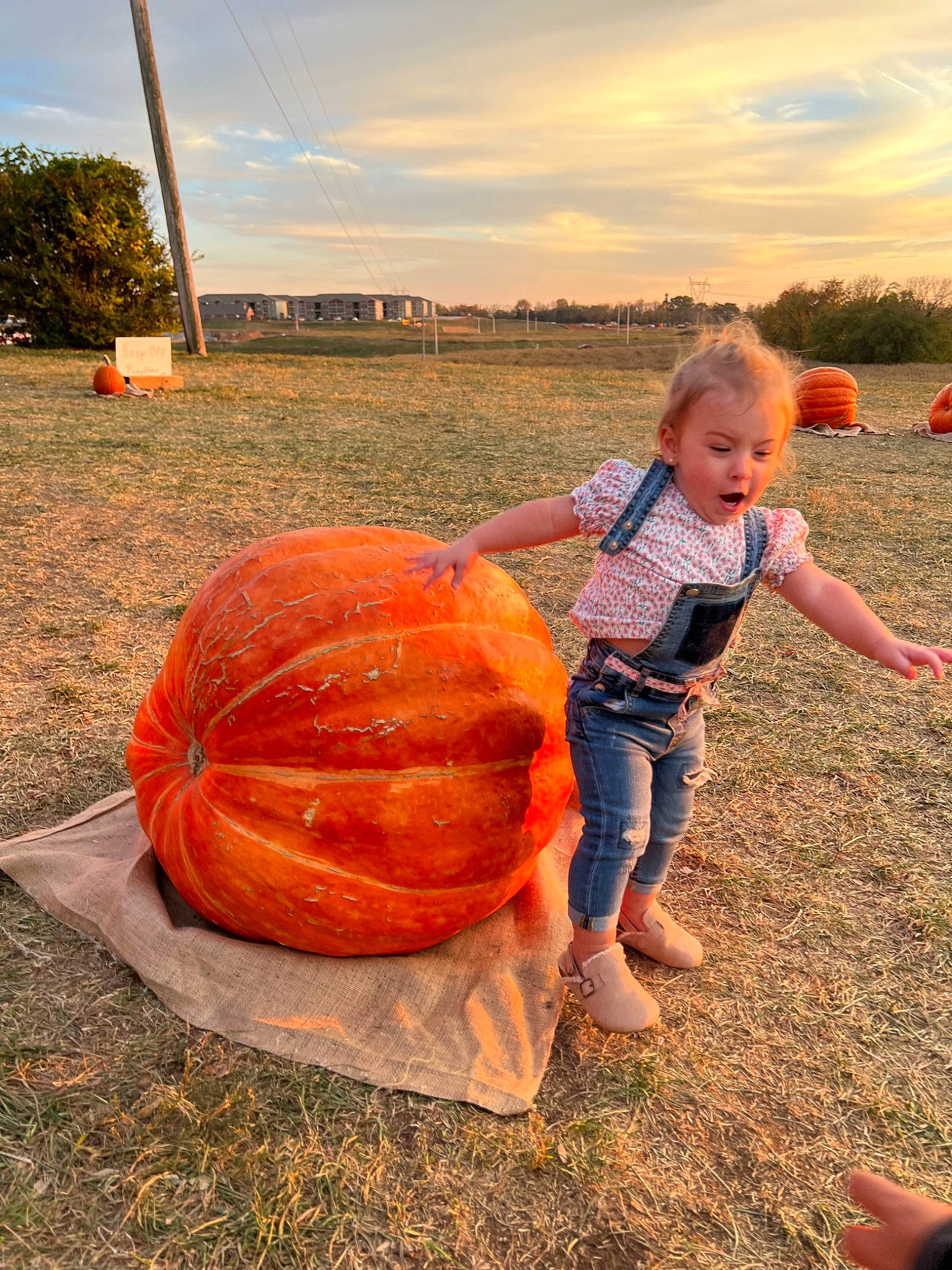 Remington joined the competition — help win amazing prizes! calabaza, cloud, cucurbita, face, fun, gourd, grass, happy, landscape, orange, people_in_nature, person, plant, pumpkin, recreation, sky, squash, surprise, toddler, vegetable