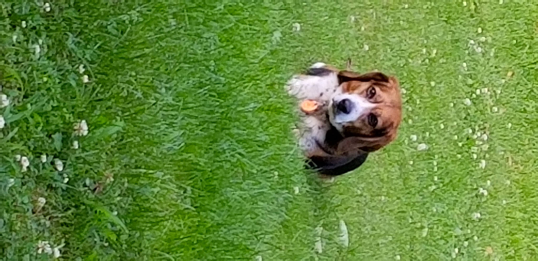 Snoopy joined the competition — help win amazing prizes! artificial_turf, canidae, carnivore, companion_dog, dog, dog_breed, fawn, grass, grassland, groundcover, lawn, liver, pasture, plant, sporting_group, terrestrial_animal, working_animal