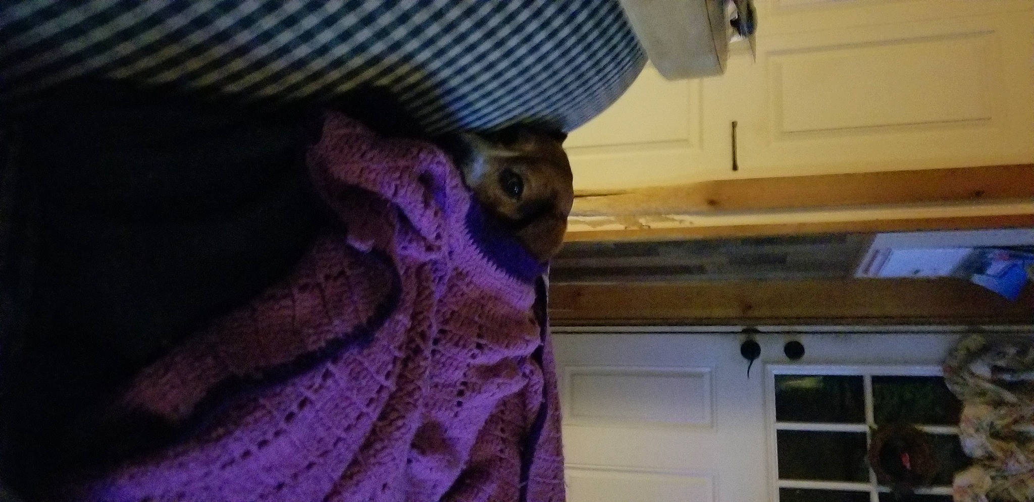 Snoopy joined the competition — help win amazing prizes! ceiling, electric_blue, fawn, felidae, flooring, fur, hardwood, magenta, purple, room, snout, tail, violet, whiskers, window, wood, wool, woolen