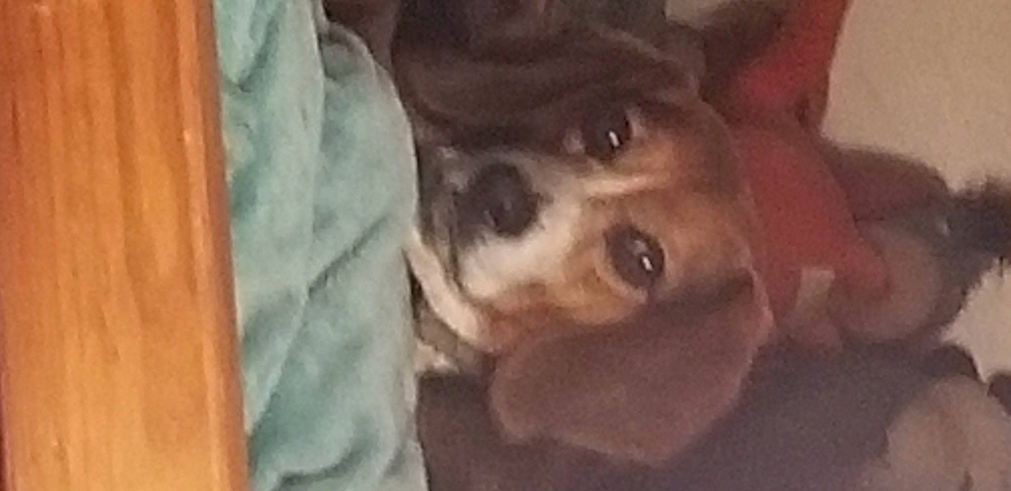 Snoopy joined the competition — help win amazing prizes! canidae, carnivore, companion_dog, dog, dog_breed, ear, fawn, fur, guard_dog, jaw, linens, liver, non_sporting_group, selfie, sporting_group, toy_dog, visual_arts, whiskers, wood, working_animal