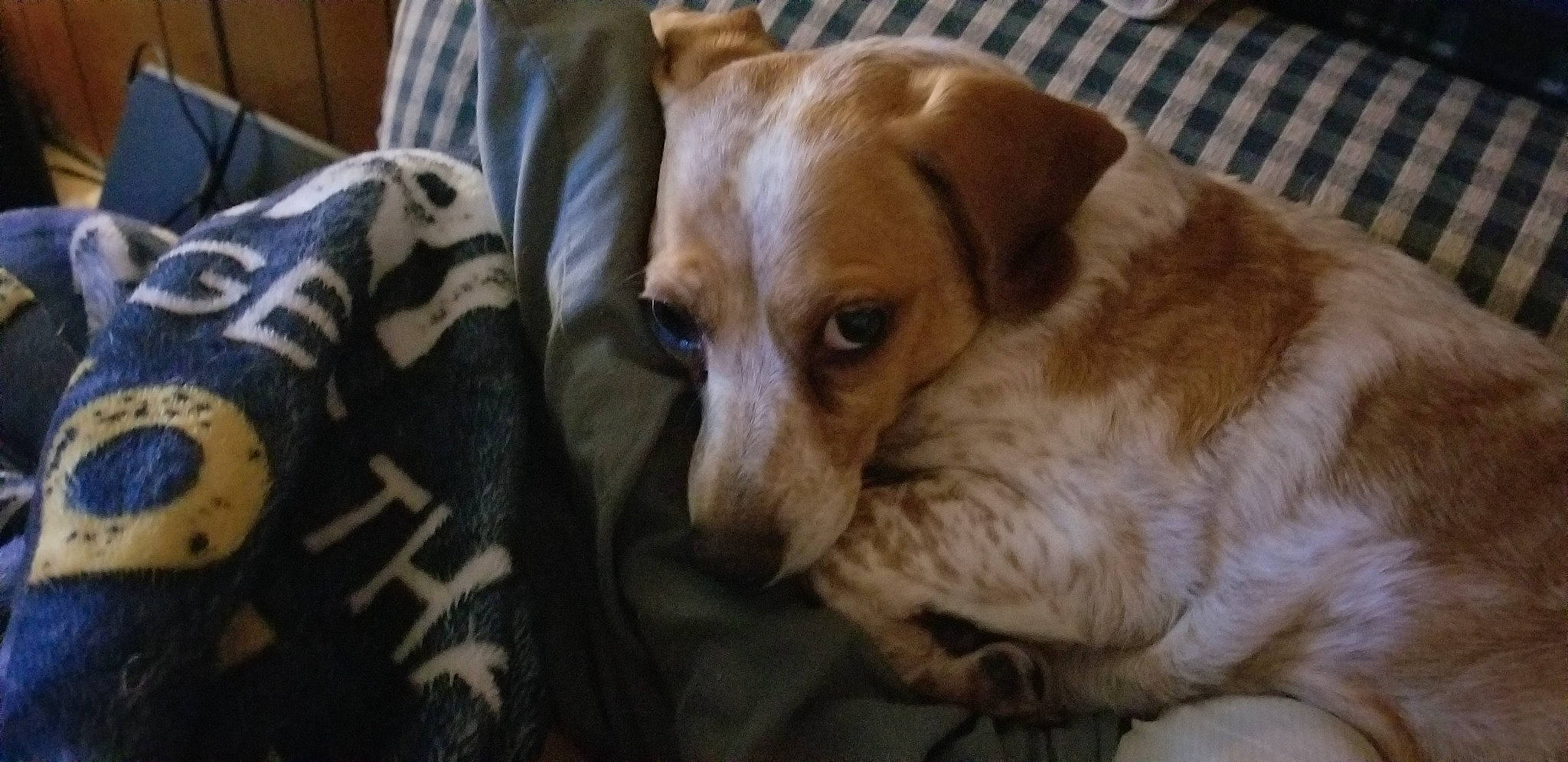 Kanga is registered to the contest to win money with this photo: bored, canidae, carnivore, comfort, companion_dog, couch, dog, dog_breed, dog_supply, fawn, fur, linens, liver, paw, pillow, puppy, snout, terrestrial_animal, whiskers, working_animal