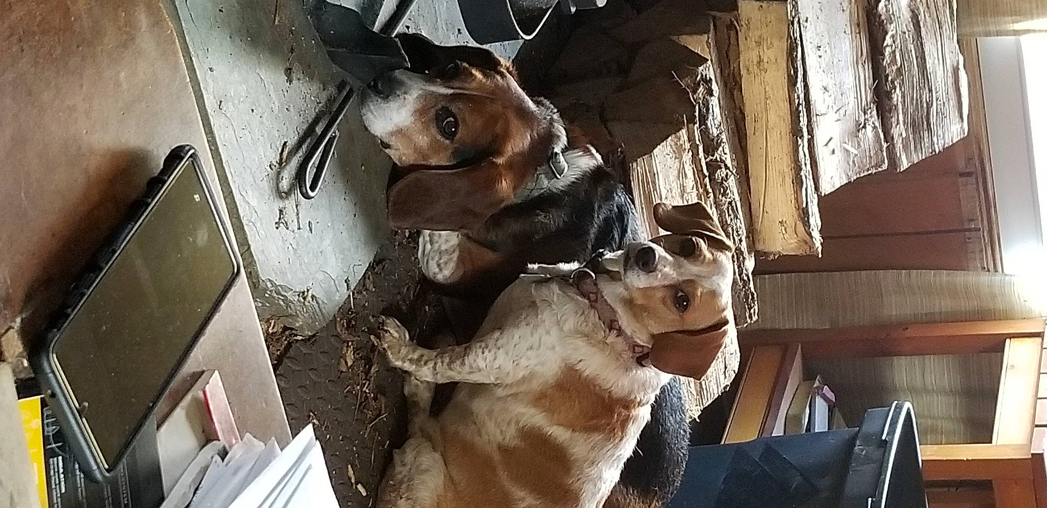 Kanga joined the competition — help win amazing prizes! art, auto_part, canidae, companion_dog, curtain, dog_breed, domestic_short_haired_cat, felidae, fur, goat, jaw, machine, metal, small_to_medium_sized_cats, snout, sporting_group, whiskers, window, wood, working_animal