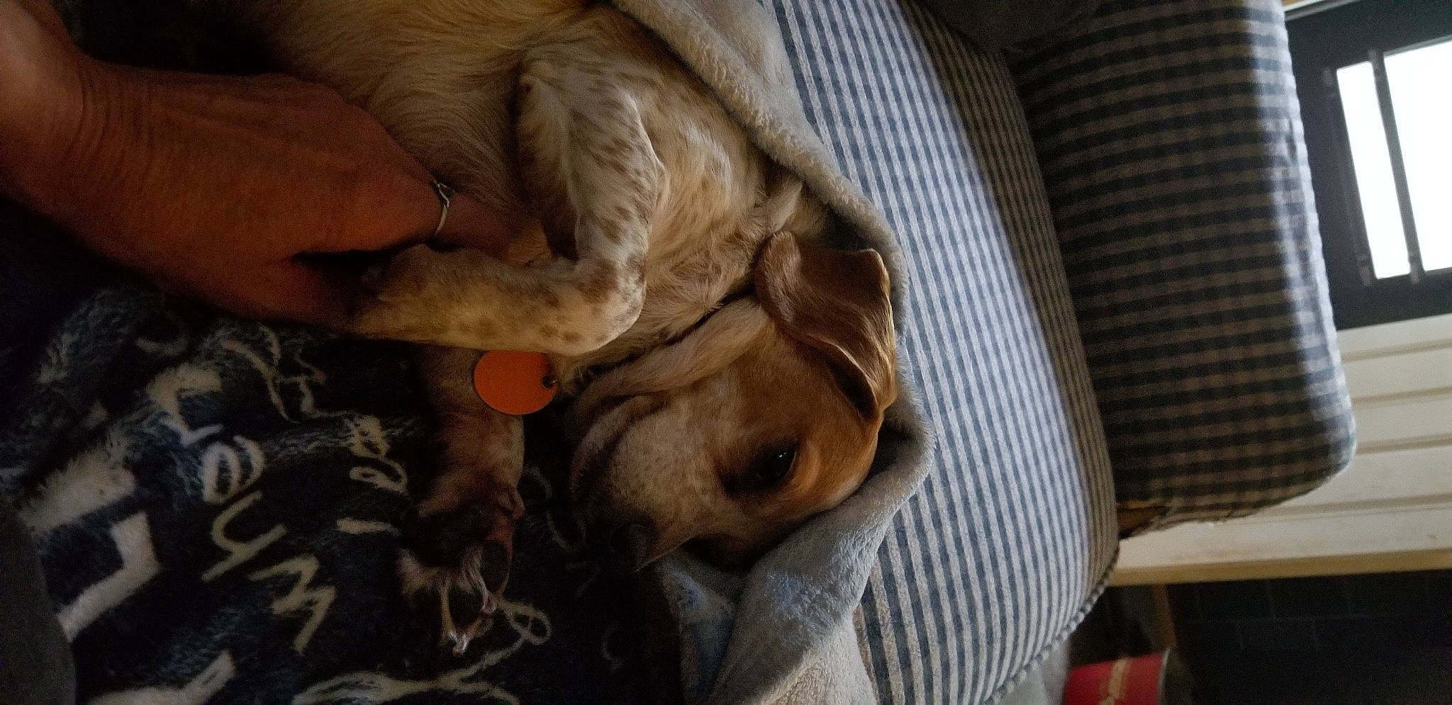 Kanga is registered to the contest to win money with this photo: canidae, carnivore, comfort, companion_dog, dog, dog_breed, ear, fawn, fur, guard_dog, linens, liver, nap, paw, pet_supply, sporting_group, tail, whiskers, working_animal, wrinkle