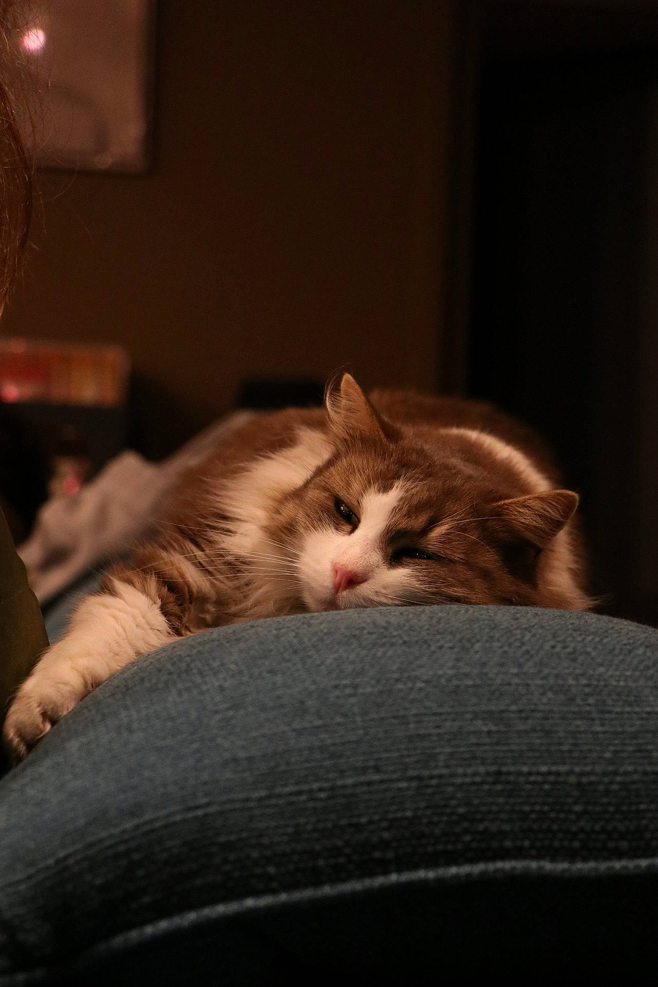Bianca a rejoint le concours — aidez-le/la à gagner de superbes lots ! bed, carnivore, cat, cat_supply, comfort, darkness, domestic_short_haired_cat, felidae, fur, linens, nap, paw, room, sitting, sleep, small_to_medium_sized_cats, snout, terrestrial_animal, whiskers, wood