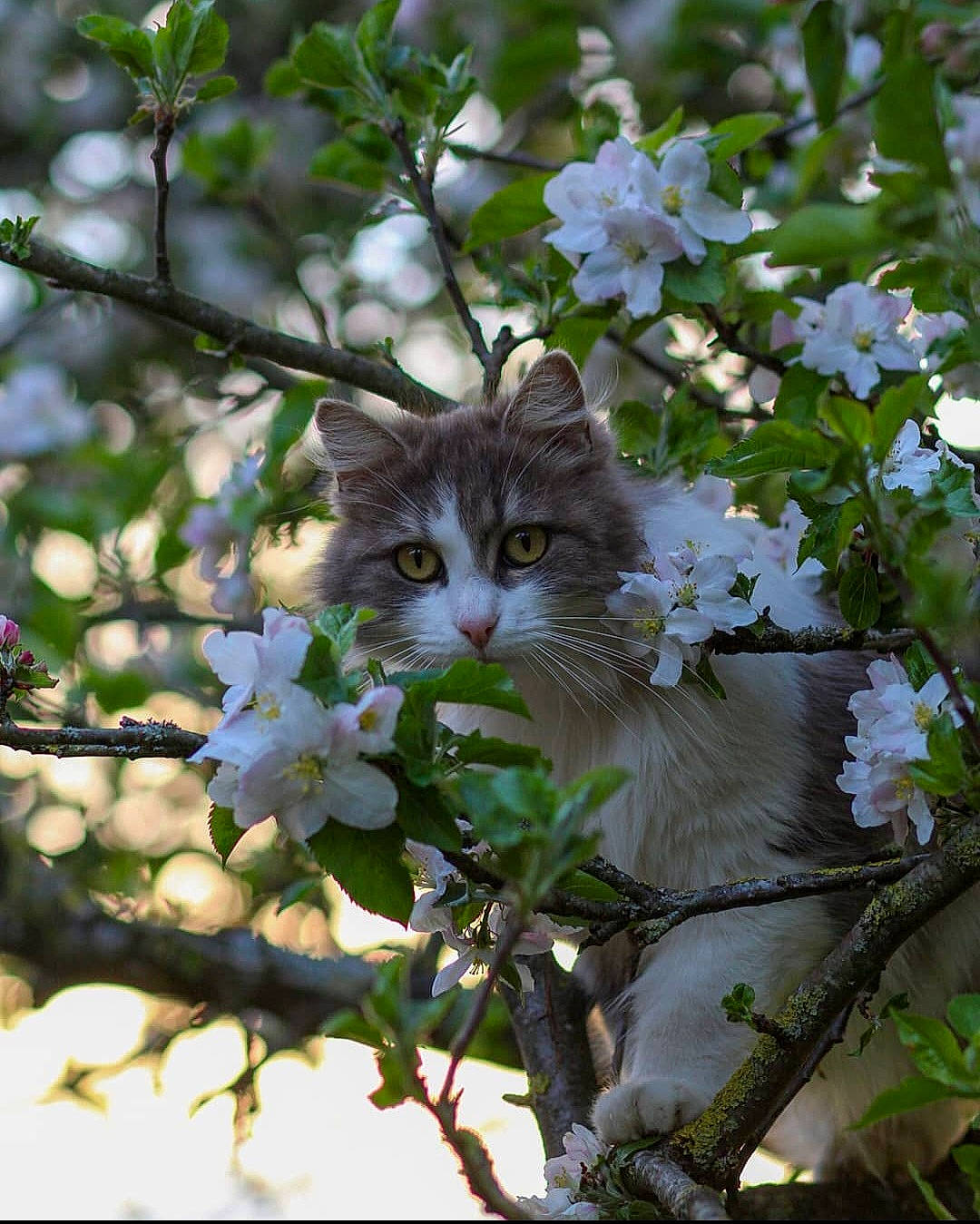 Bianca a rejoint le concours — aidez-le/la à gagner de superbes lots ! branch, carnivore, cat, domestic_short_haired_cat, felidae, flower, flowering_plant, grass, groundcover, petal, plant, plant_stem, shrub, small_to_medium_sized_cats, terrestrial_animal, tree, twig, whiskers