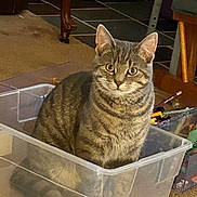 Kit Kat is registered to the contest to win money with this photo: animal, art_supplies, carpet, cat, container, curious, domestic_cat, furniture, gray_fur, household, indoor, looking_at_camera, pen, pencil, pet, plastic_bin, sitting, striped_fur, tabby_cat, wooden_leg