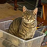 animal, art_supplies, carpet, cat, container, curious, domestic_cat, furniture, gray_fur, household, indoor, looking_at_camera, pen, pencil, pet, plastic_bin, sitting, striped_fur, tabby_cat, wooden_leg