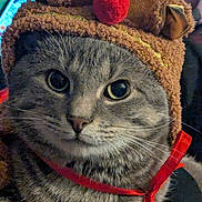 Kitkat joined the competition — help win amazing prizes! cat, tabby, animal, pet, costume, reindeer_hat, ribbon, gray, whiskers, closeup, face, eyes, furry, cute, festive, christmas, indoors, portrait, feline, adorable