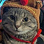 cat, tabby, animal, pet, costume, reindeer_hat, ribbon, gray, whiskers, closeup, face, eyes, furry, cute, festive, christmas, indoors, portrait, feline, adorable