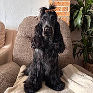 Nessy participe au concours pour gagner de l'argent avec cette photo : attentive, black_fur, blanket, bow, brick_wall, chair, cocker_spaniel, cozy, dog, expressive_eyes, fluffy, fur_texture, grooming, indoor, living_room, long_ears, paws, pet, plant, portrait