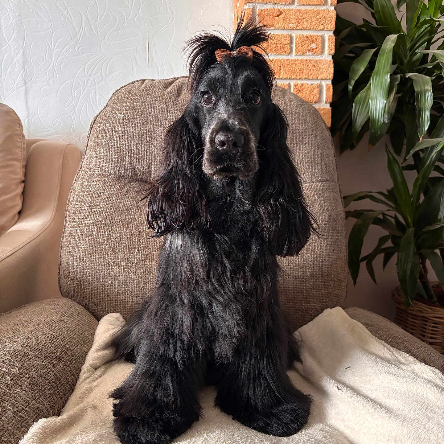 Nessy participe au concours pour gagner de l'argent avec cette photo : attentive, black_fur, blanket, bow, brick_wall, chair, cocker_spaniel, cozy, dog, expressive_eyes, fluffy, fur_texture, grooming, indoor, living_room, long_ears, paws, pet, plant, portrait
