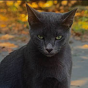 Blue is registered to the contest to win money with this photo: cat, gray_cat, animal, outdoor, autumn, leaves, path, green_eyes, fur, portrait, nature, mammal, whiskers, pet, sitting, closeup, focused, daylight, background_blur, wildlife