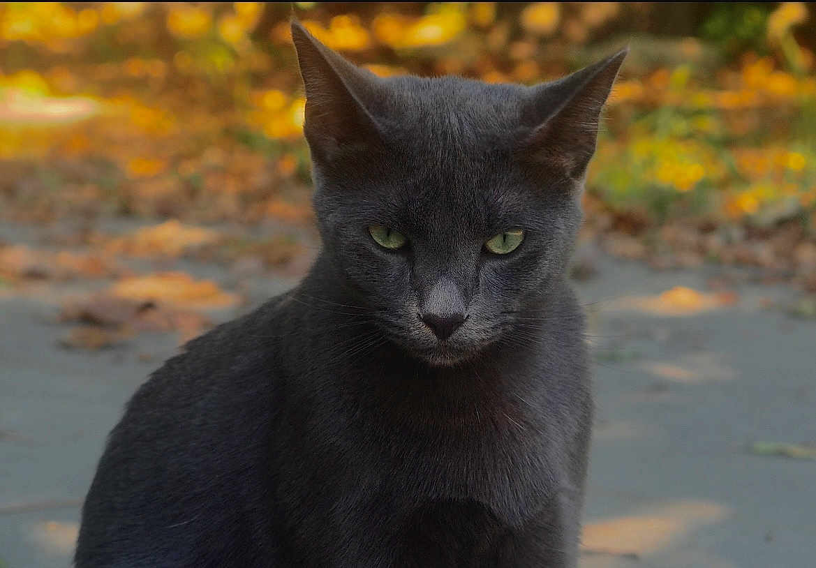 Blue is registered to the contest to win money with this photo: cat, gray_cat, animal, outdoor, autumn, leaves, path, green_eyes, fur, portrait, nature, mammal, whiskers, pet, sitting, closeup, focused, daylight, background_blur, wildlife