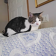 Louie is registered to the contest to win money with this photo: cat, tabby_cat, white_cat, blanket, heart_pattern, indoor, door, painting, wall, light_switch, furniture, pet, resting, fur, animal, cute, domestic, mammal, home, cozy