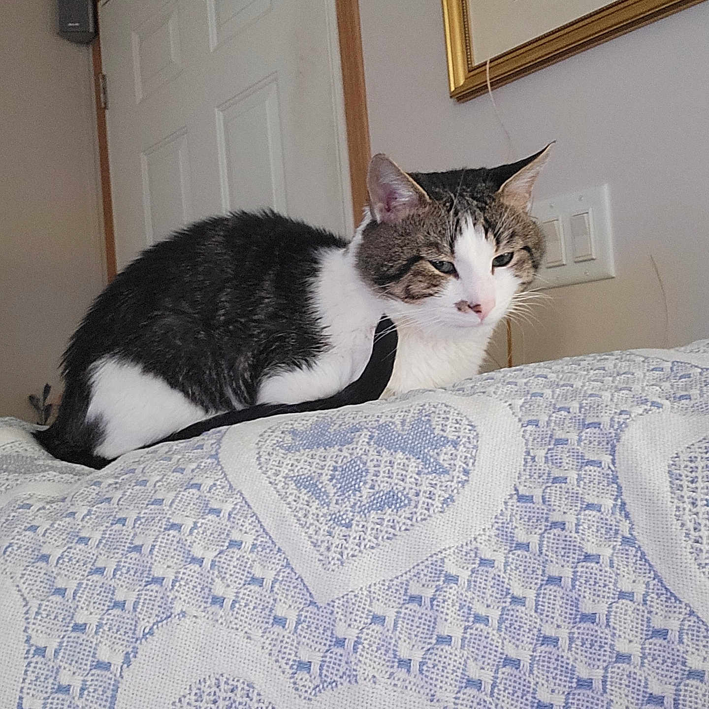 Louie is registered to the contest to win money with this photo: animal, blanket, cat, cozy, cute, domestic, door, fur, furniture, heart_pattern, home, indoor, light_switch, mammal, painting, pet, resting, tabby_cat, wall, white_cat