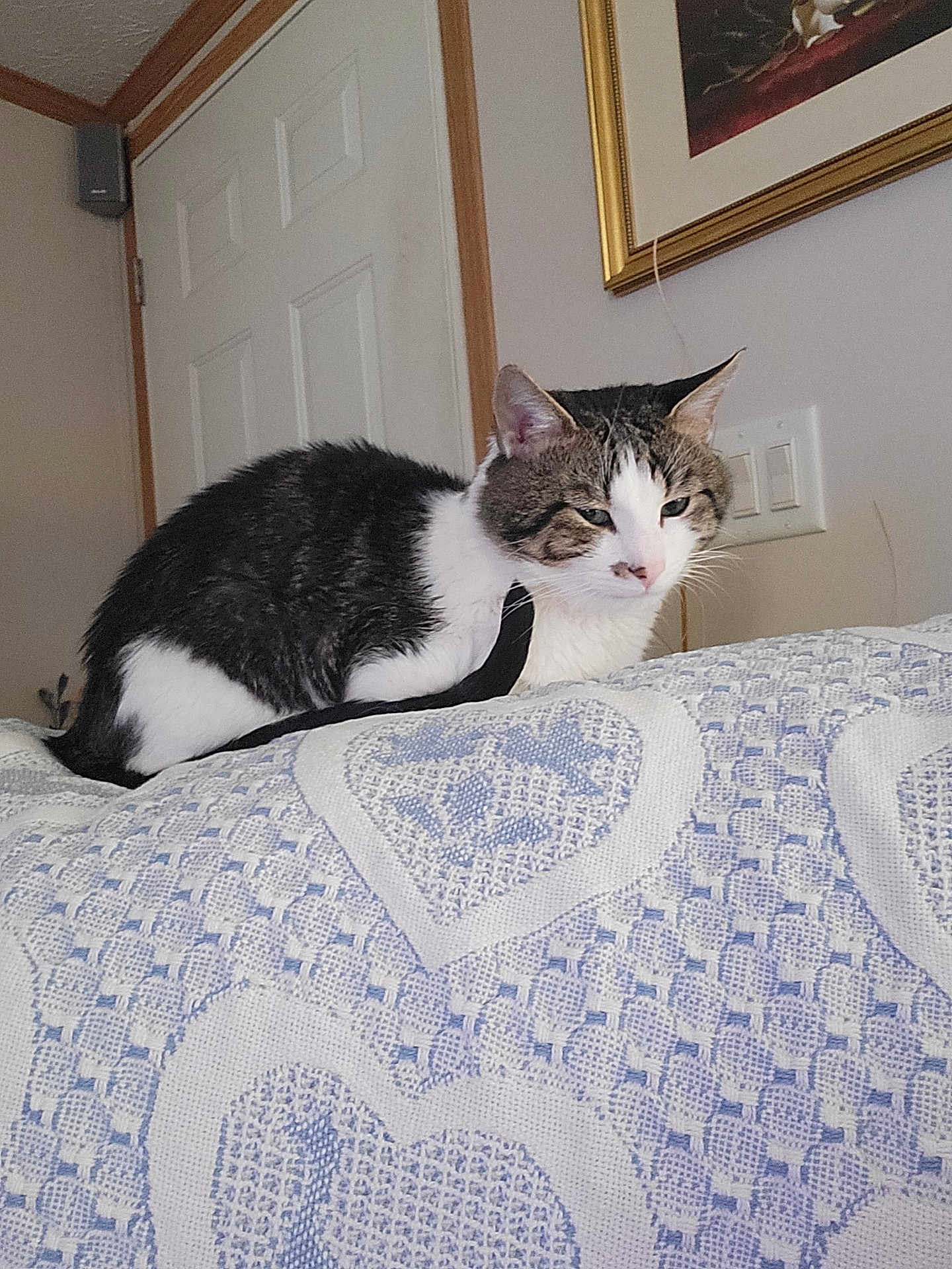 Louie