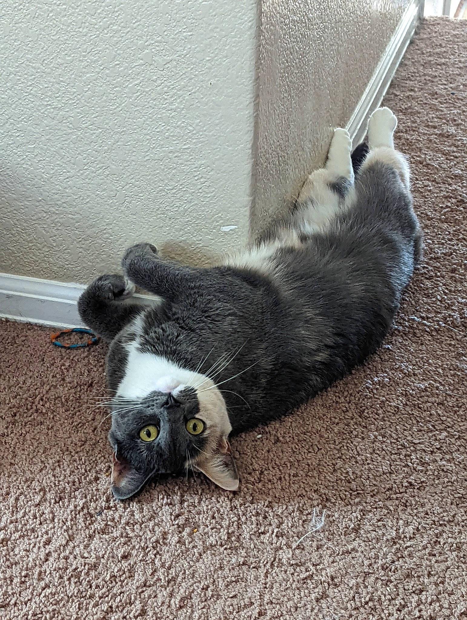 Zelda is registered to the contest to win money with this photo: canidae, carnivore, cat, claw, comfort, dog_breed, domestic_short_haired_cat, felidae, flooring, fur, grey, paw, road_surface, small_to_medium_sized_cats, snout, sporting_group, tail, terrestrial_animal, whiskers