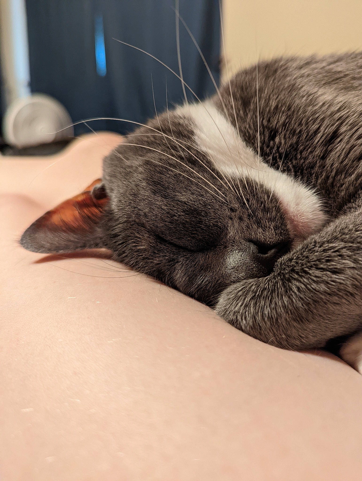 Zelda is registered to the contest to win money with this photo: carnivore, cat, claw, cloud, comfort, domestic_short_haired_cat, ear, felidae, fur, hardwood, human_leg, mouse, nap, paw, sleep, small_to_medium_sized_cats, snout, tail, whiskers