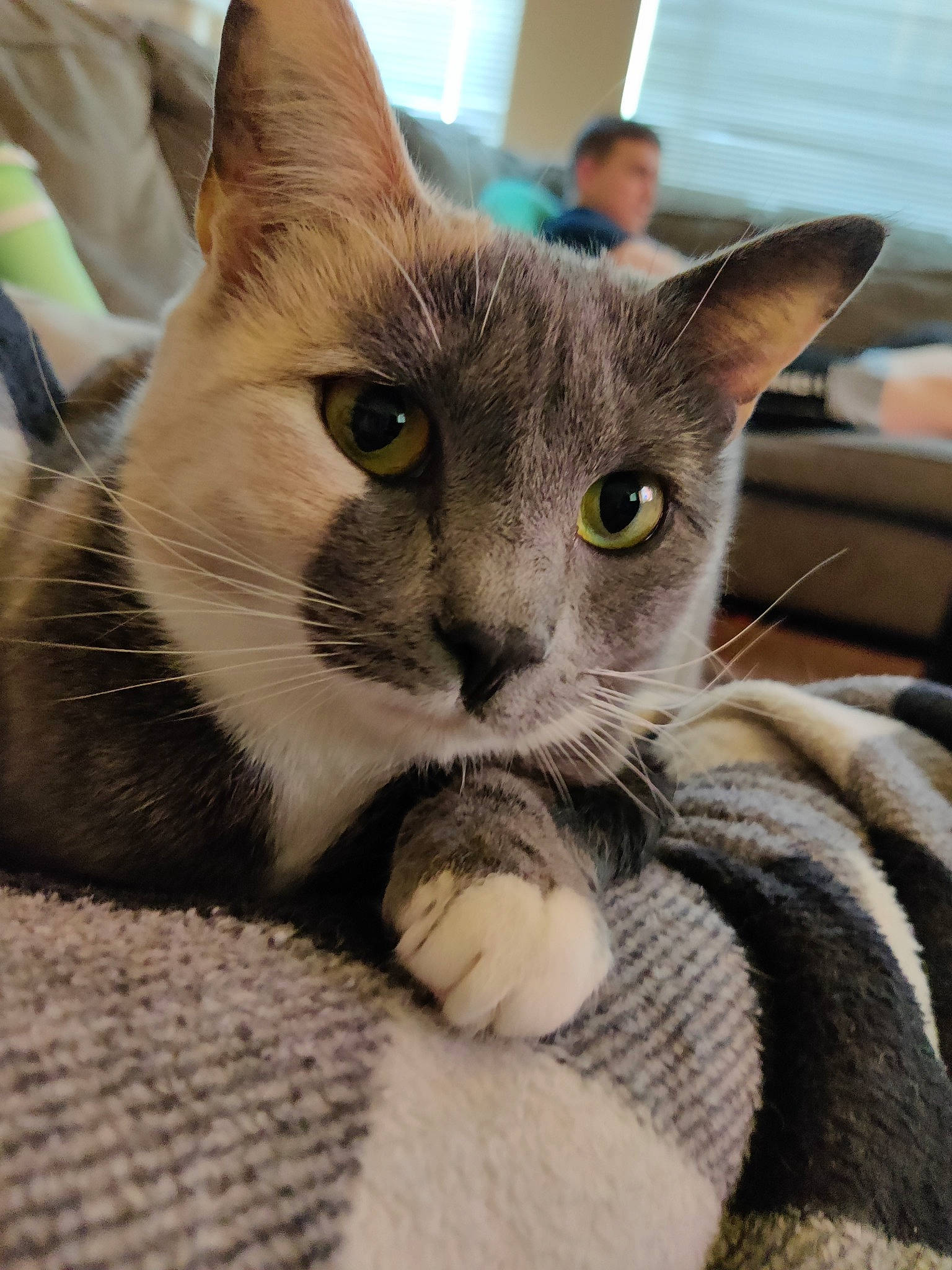 Zelda joined the competition — help win amazing prizes! carnivore, cat, cat_bed, cat_furniture, cat_supply, claw, comfort, domestic_short_haired_cat, ear, fawn, felidae, fur, havana_brown, paw, small_to_medium_sized_cats, snout, whiskers