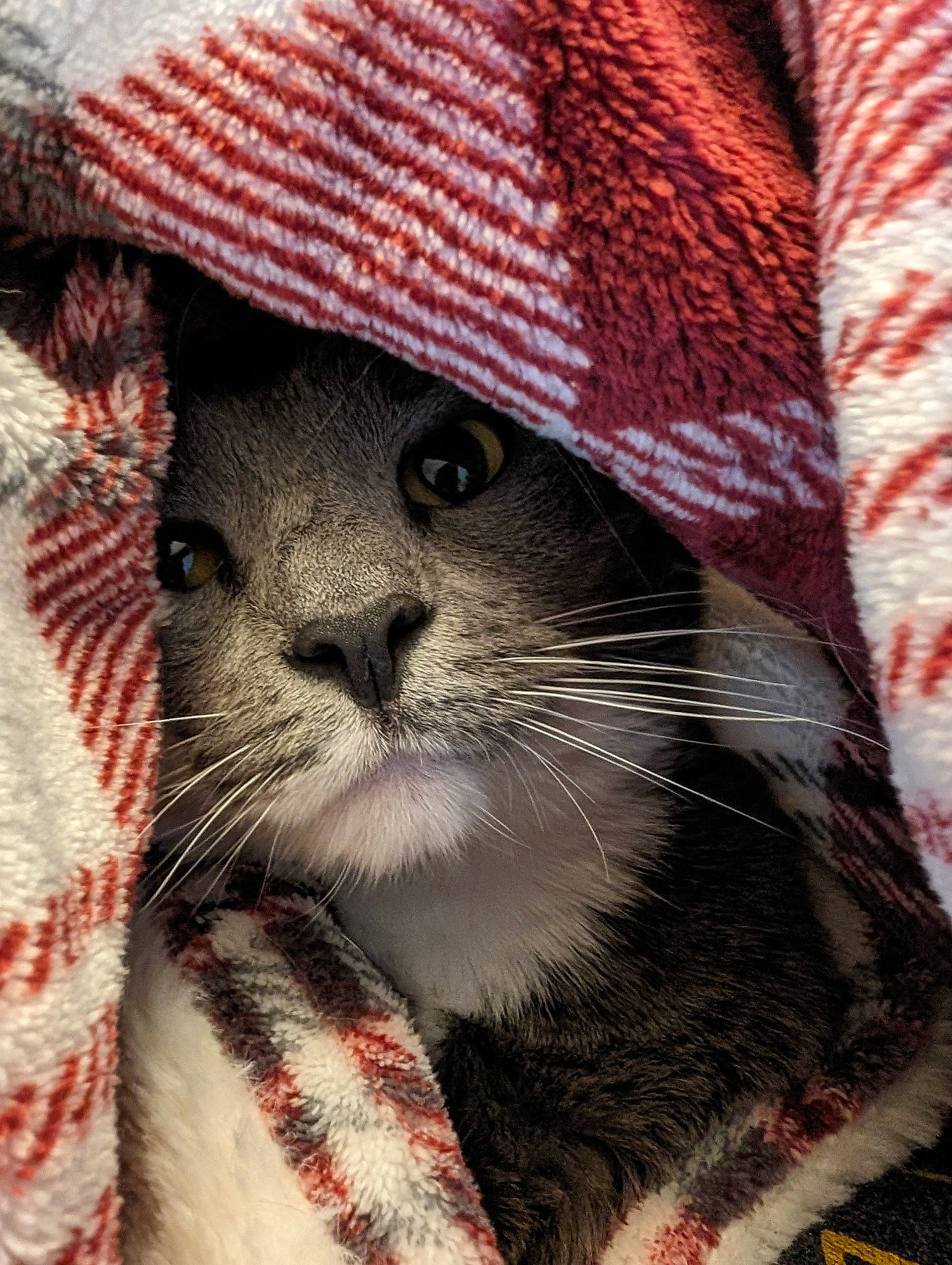 Zelda joined the competition — help win amazing prizes! carnivore, cat, close_up, comfort, domestic_short_haired_cat, eye, fawn, felidae, fur, hat, linens, mammal, pattern, plant, small_to_medium_sized_cats, snout, sunglasses, terrestrial_animal, tree, whiskers