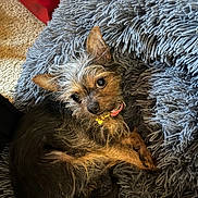 Lexi joined the competition — help win amazing prizes! dog, small_dog, scruffy_fur, curious_look, fluffy_cushion, gray_cushion, indoor, carpet, pet_collar, relaxed, cute, animal, fur, ears, sitting, companion, cozy, closeup, domestic_animal, looking_up