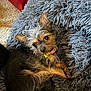 dog, small_dog, scruffy_fur, curious_look, fluffy_cushion, gray_cushion, indoor, carpet, pet_collar, relaxed, cute, animal, fur, ears, sitting, companion, cozy, closeup, domestic_animal, looking_up