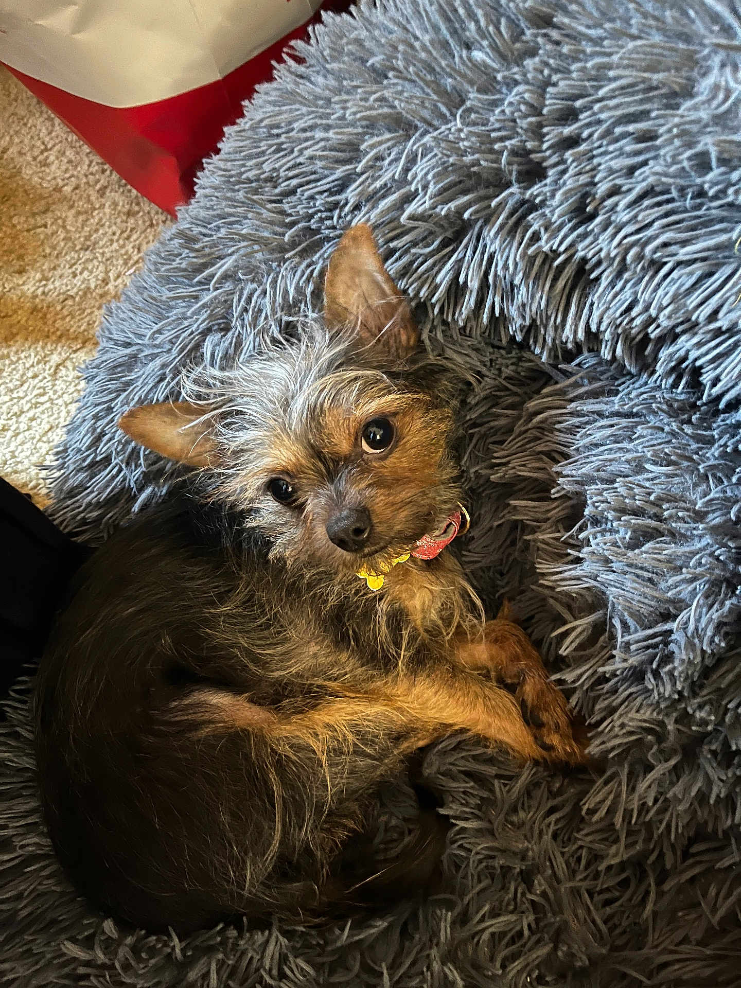 Lexi