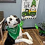 dog, pet, green_bandana, bandana, black_and_white_dog, playful, standing_on_hind_legs, paw_motion, dog_face, indoor, wood_floor, decorative_flag, st_patrick_decoration, gnome_illustration, truck_illustration, chair, potted_plant, plant, holiday_theme, whimsical